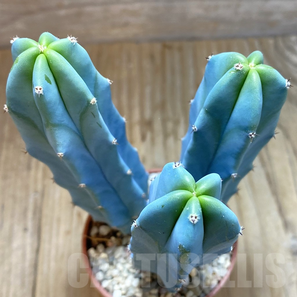 SHND5458 Myrtillocactus geometrizans