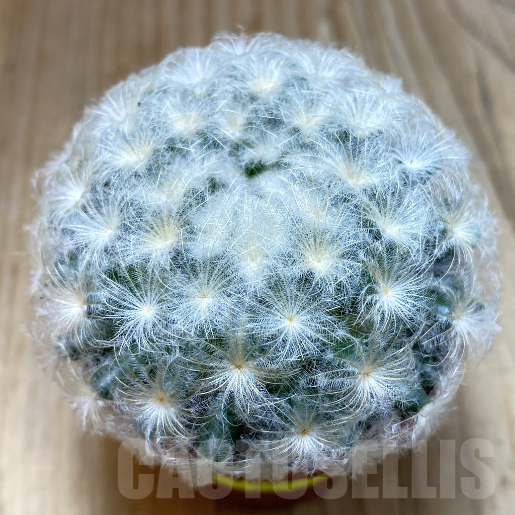 SHND5466 Mammillaria plumosa