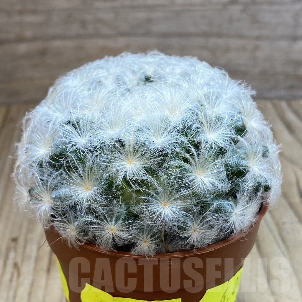 SHND5466 Mammillaria plumosa - immagine 2