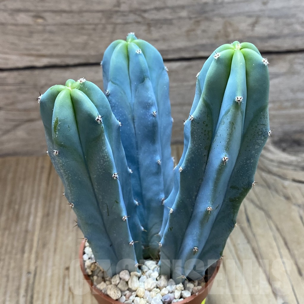 SHND5458 Myrtillocactus geometrizans - Image 2