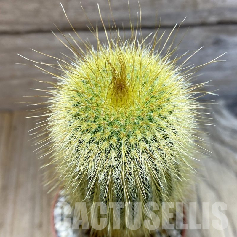 SHND5471 Notocactus leninghausii