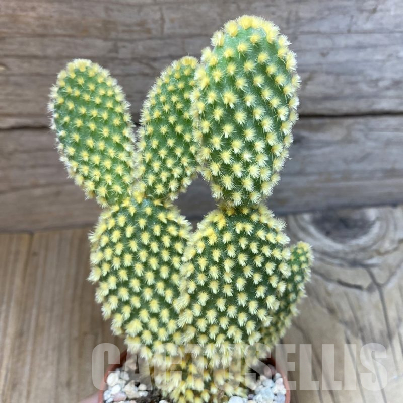 SHND5473 Opuntia microdasys 'Pallida'