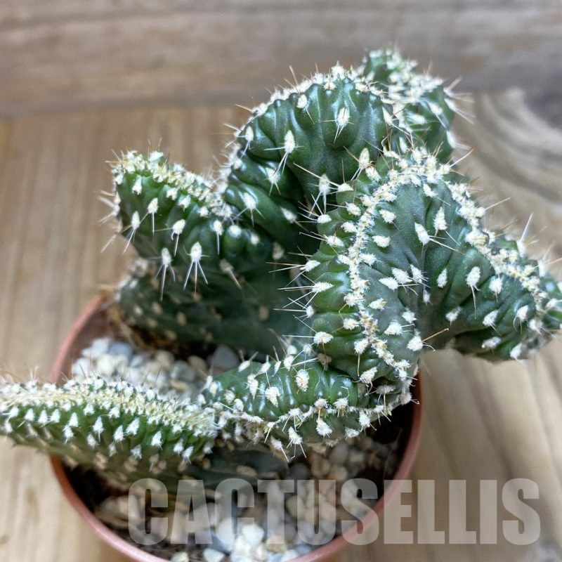 SHND5459 Opuntia fulgida f. cristata