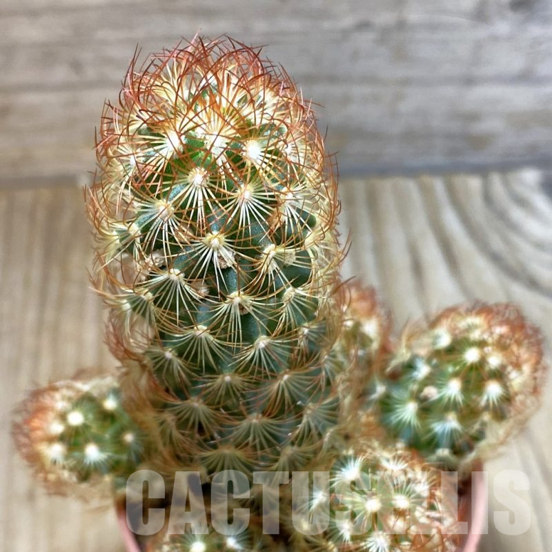 SHND5474 Mammillaria elongata v. rubrispina