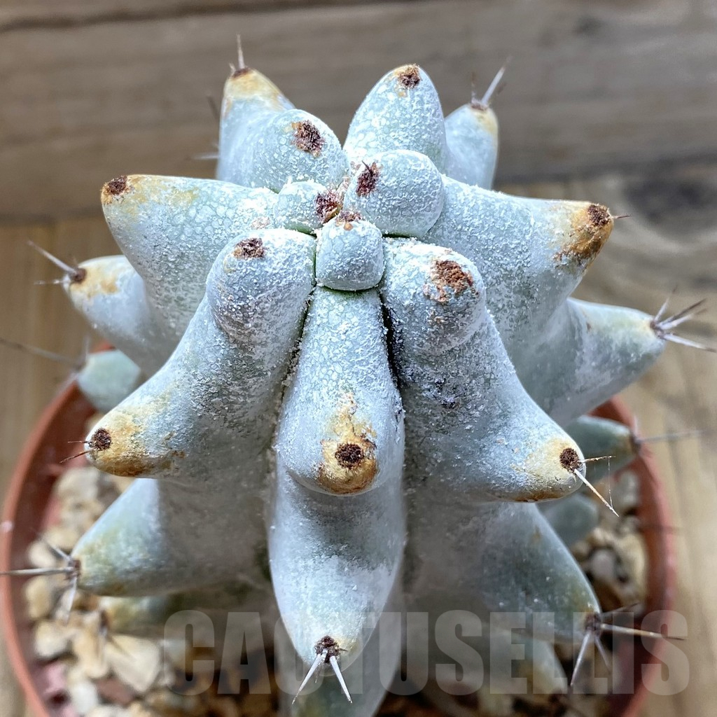 SH5486 Stenocereus beneckei