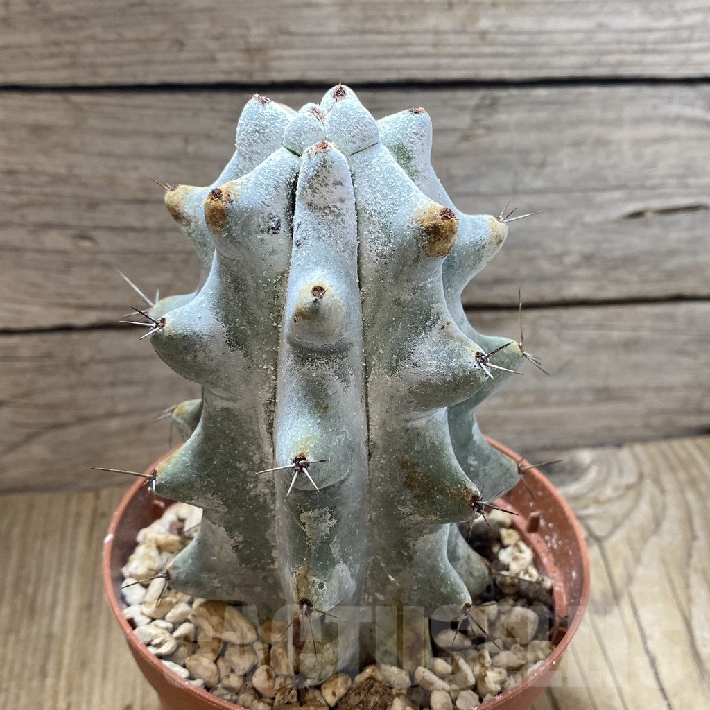 SH5486 Stenocereus beneckei - 画像 (2)