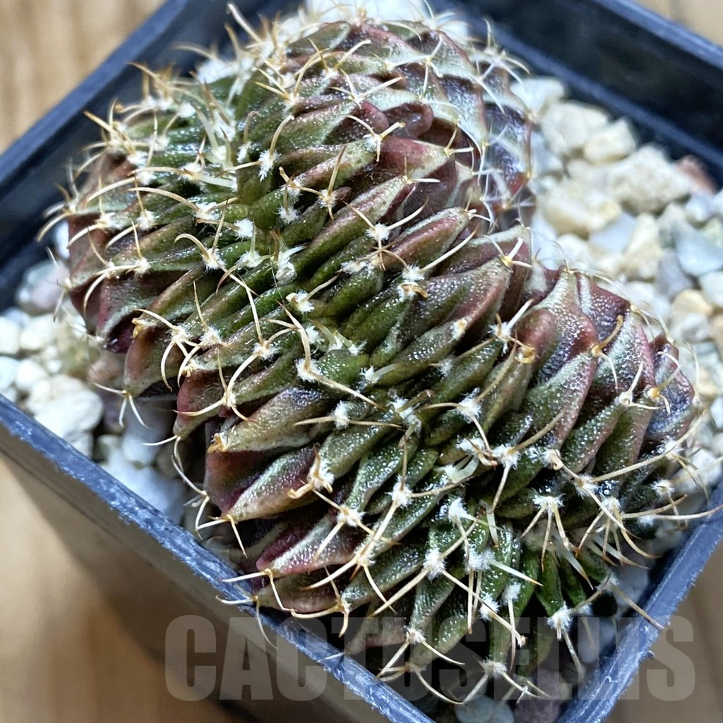 SH5601 Gymnocalycium mihanovichii f. cristata
