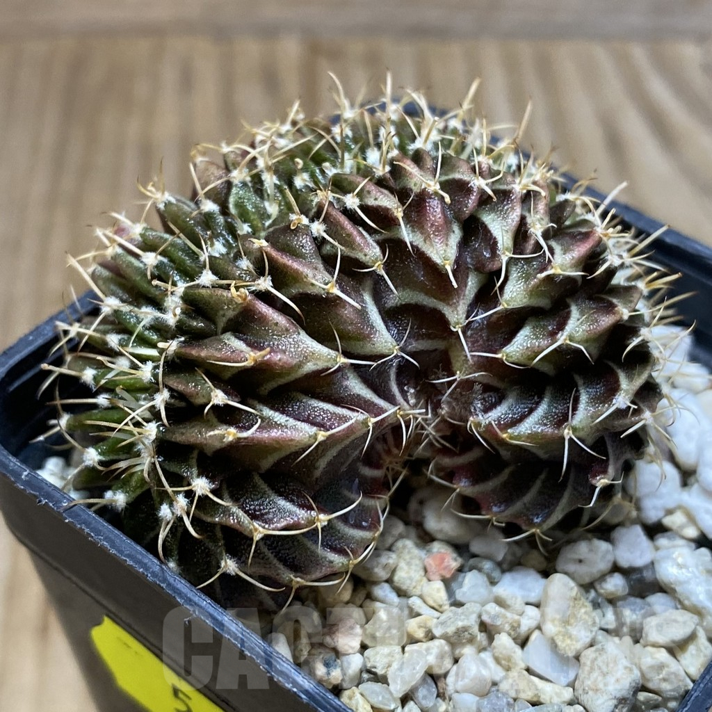 SH5601 Gymnocalycium mihanovichii f. cristata - Image 2