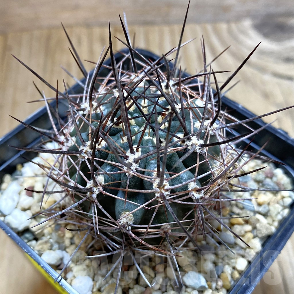 SH5557 Pyrrhocactus strausianus AW316 -Paso Aqua Negra-
