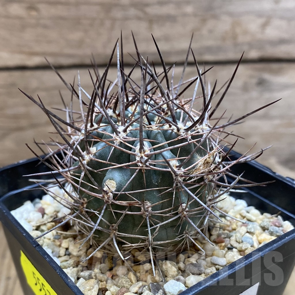 SH5557 Pyrrhocactus strausianus AW316 -Paso Aqua Negra- - immagine 2