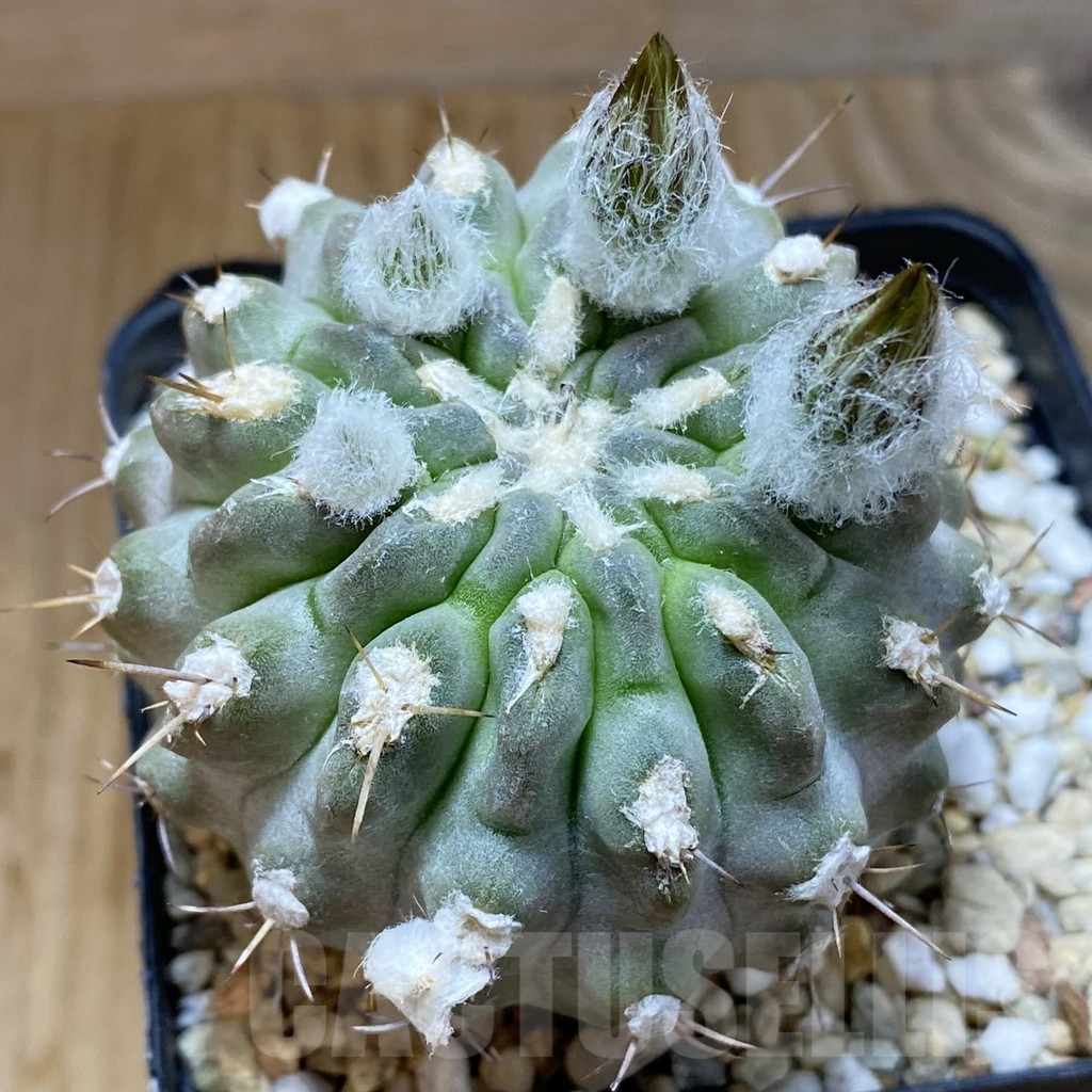 SH5565 Pyrrhocactus deherdtiana AW281