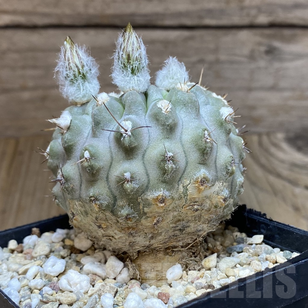 SH5565 Pyrrhocactus deherdtiana AW281 - immagine 2