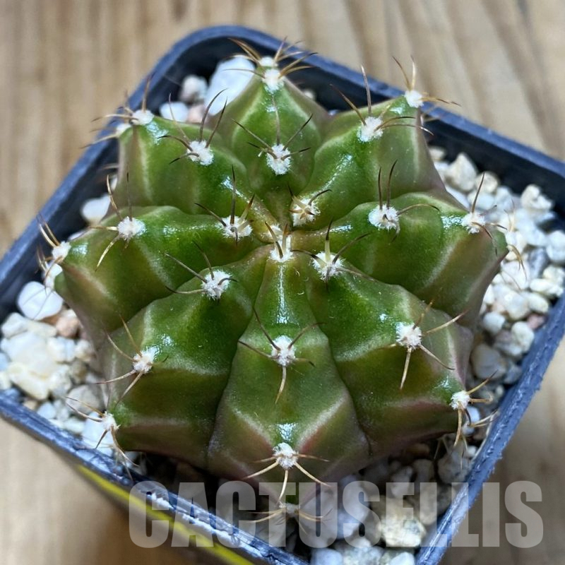 SH5701 Gymnocalycium mihanovichii ‘Neon’ hybrid, seedling