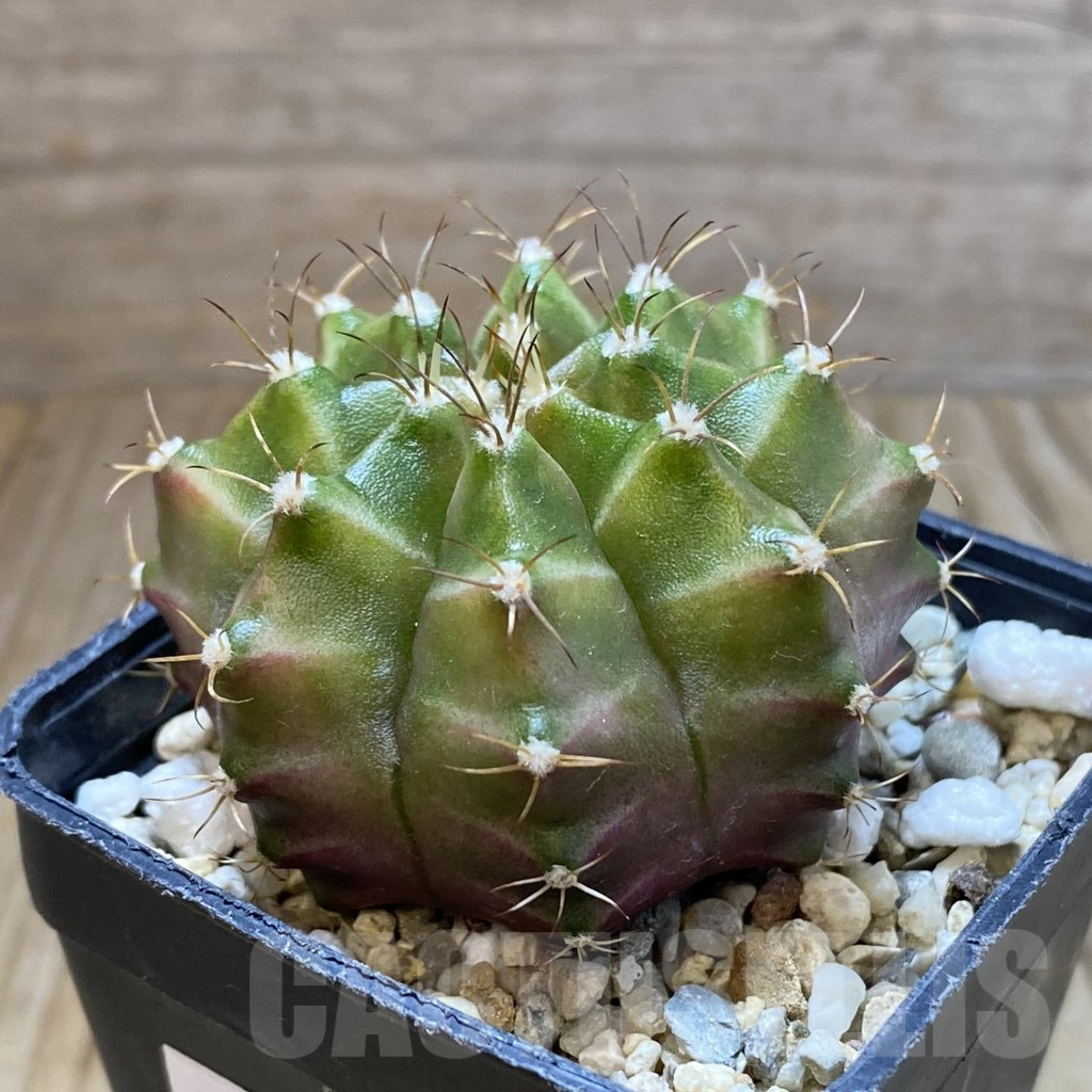 SH5701 Gymnocalycium mihanovichii ‘Neon’ hybrid, seedling - 画像 (2)