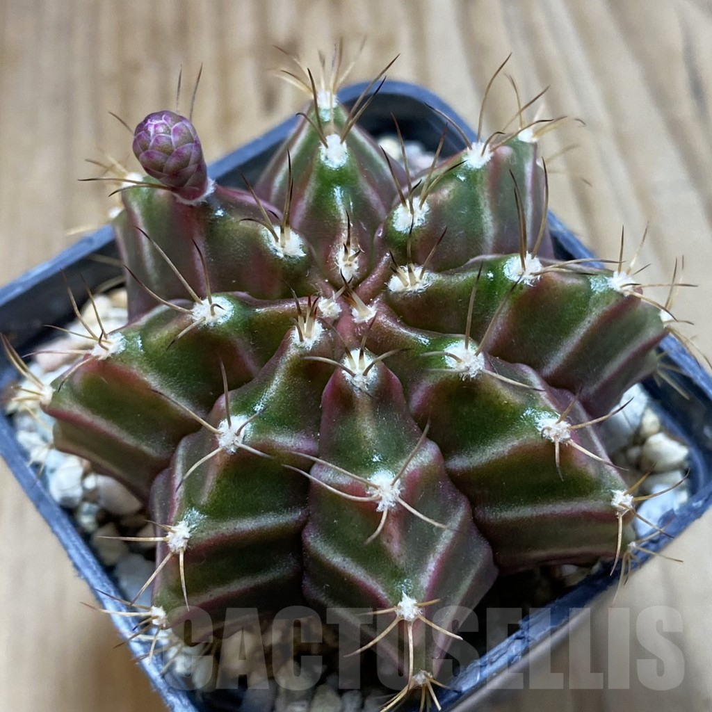 SH5702 Gymnocalycium mihanovichii ‘Neon’ hybrid, seedling