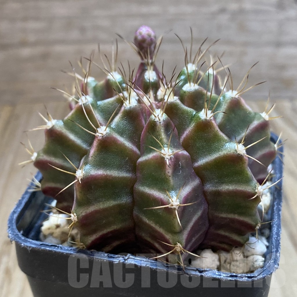 SH5702 Gymnocalycium mihanovichii ‘Neon’ hybrid, seedling - Image 2