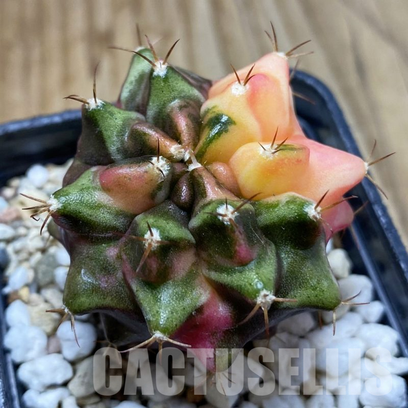 SH5703 Gymnocalycium mihanovichii ‘Transformer’ f. variegata, seedling