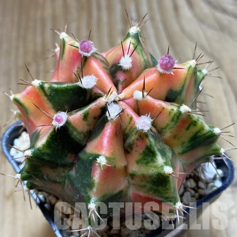 SH5704 Gymnocalycium mihanovichii f. variegata, seedling