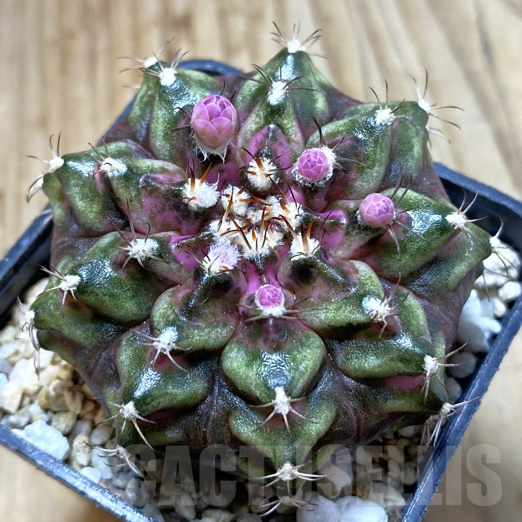 SH5705 Gymnocalycium mihanovichii 'T-Rex'