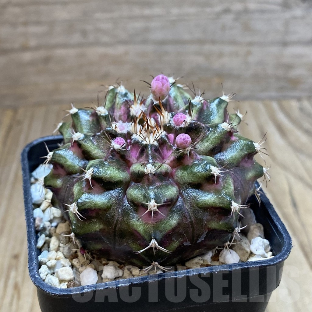 SH5705 Gymnocalycium mihanovichii 'T-Rex' - Image 2