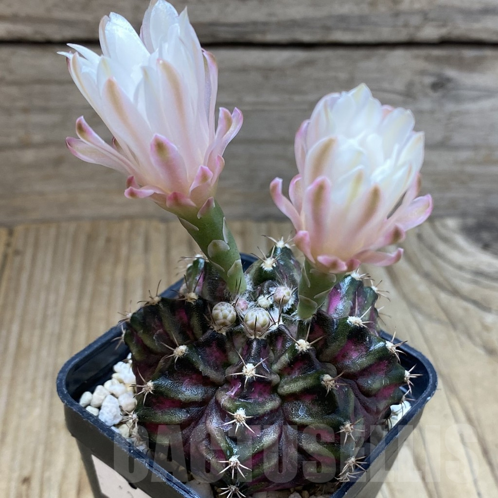 SH5706 Gymnocalycium mihanovichii 'T-Rex' - Image 2