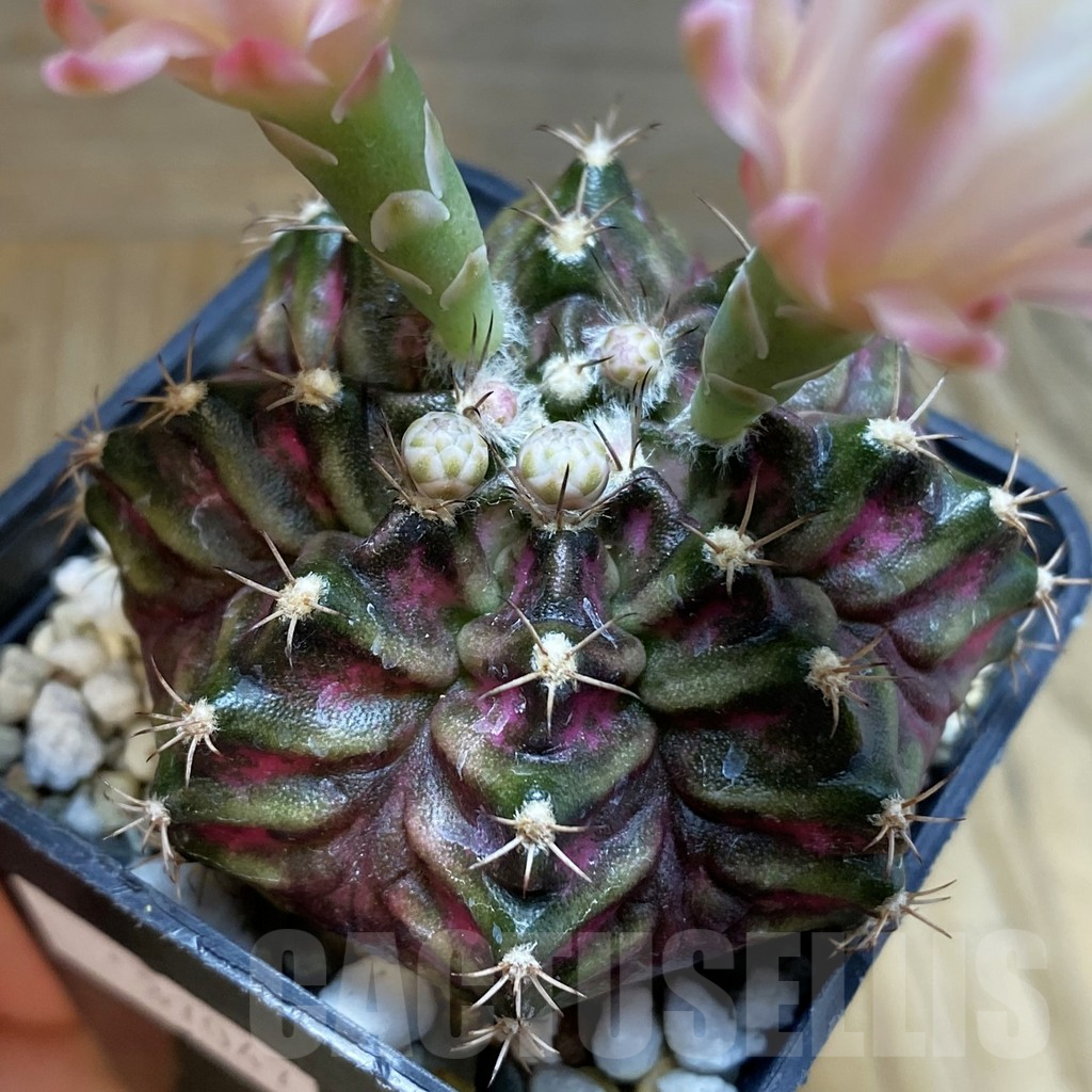 SH5706 Gymnocalycium mihanovichii 'T-Rex'
