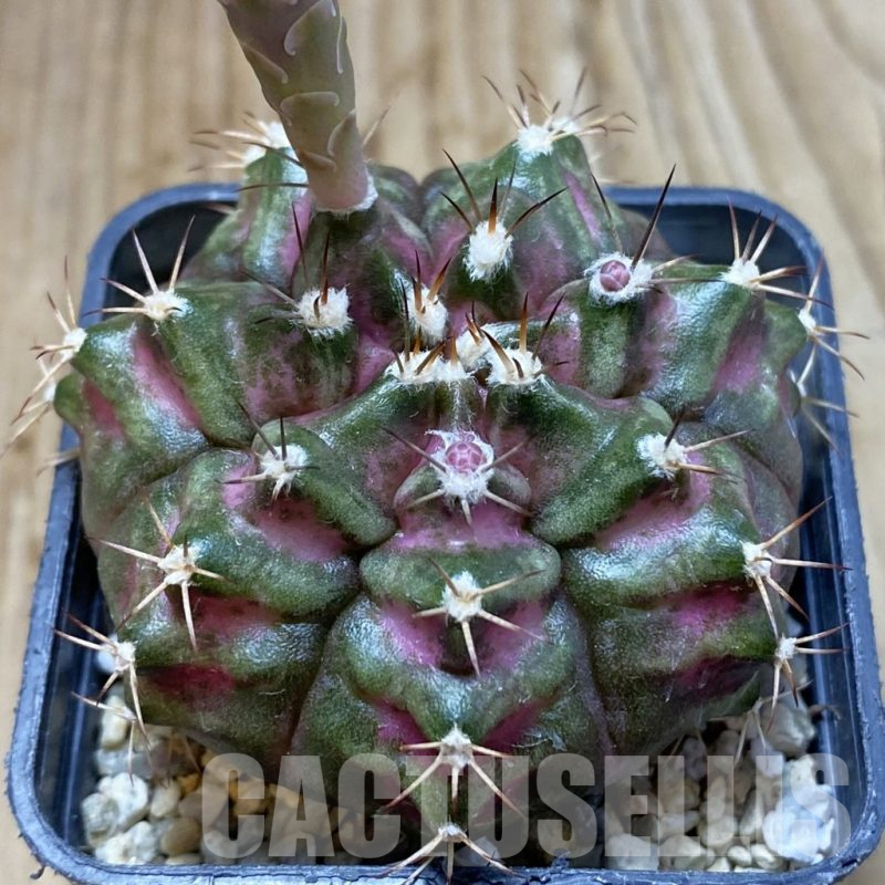 SH5710 Gymnocalycium mihanovichii 'T-Rex'