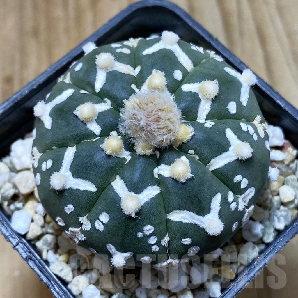 SH5714 Astrophytum asterias ‘Super Kabuto’ V-type f. nudum