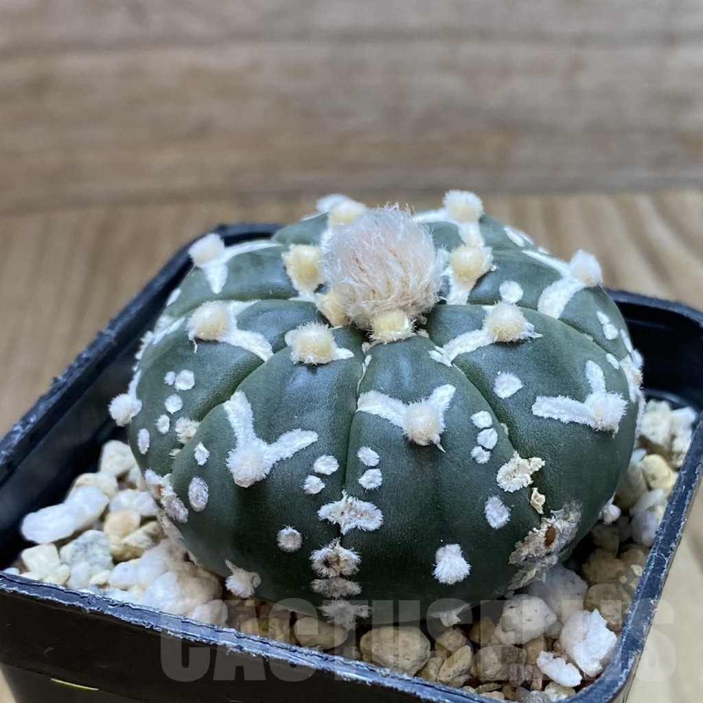 SH5714 Astrophytum asterias ‘Super Kabuto’ V-type f. nudum - immagine 2