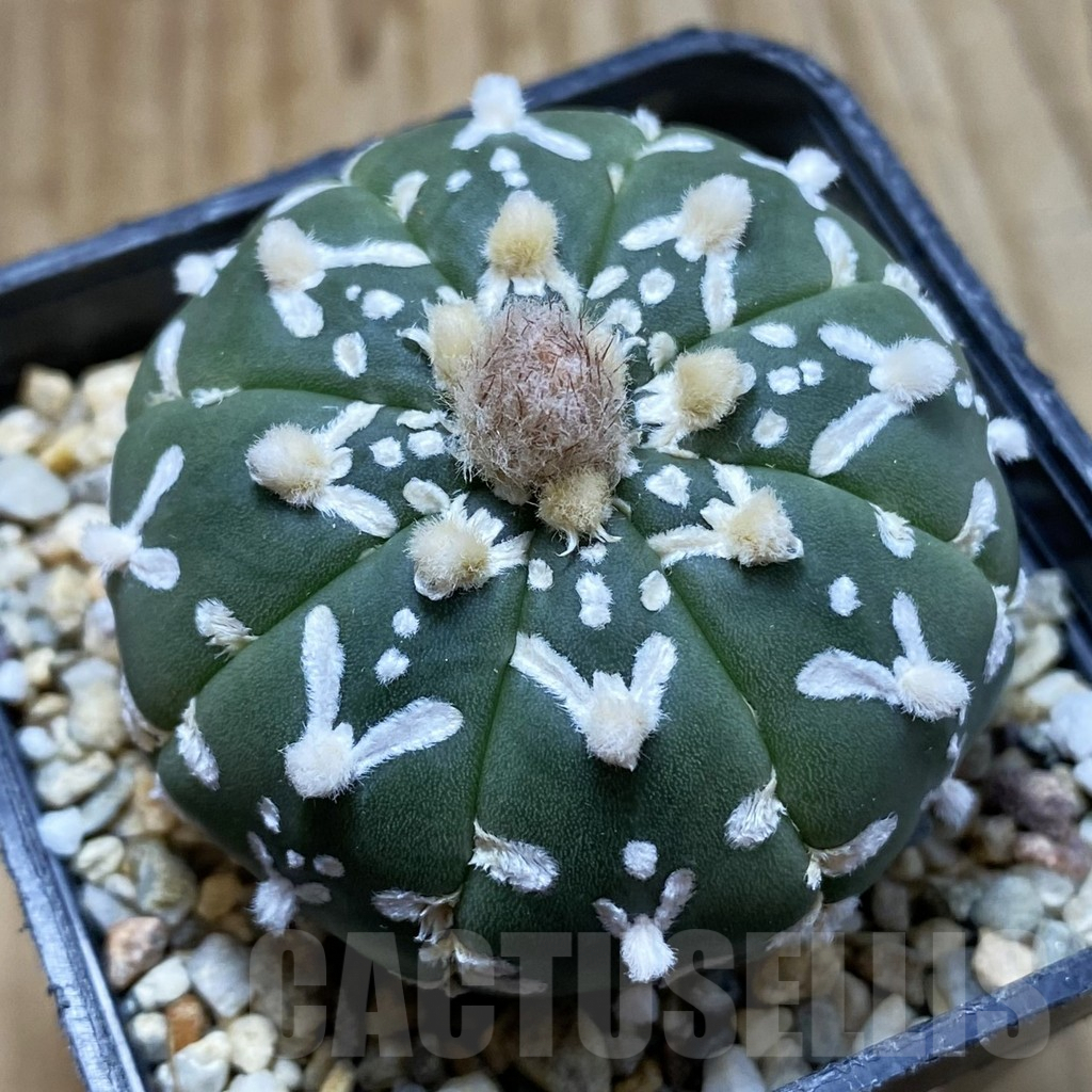 SH5715 Astrophytum asterias ‘Super Kabuto’ V-type f. nudum