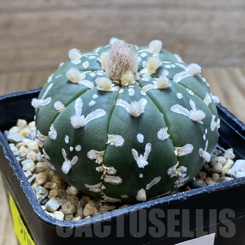 SH5715 Astrophytum asterias ‘Super Kabuto’ V-type f. nudum - immagine 2