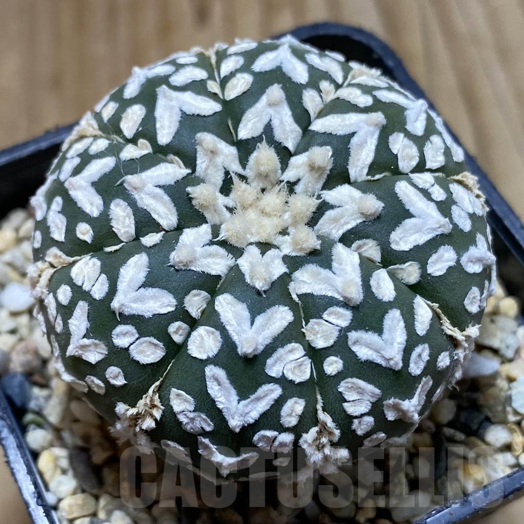SH5717 Astrophytum asterias ‘Super Kabuto’ V-type