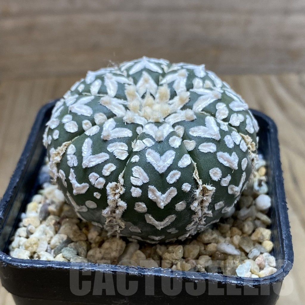 SH5717 Astrophytum asterias ‘Super Kabuto’ V-type - immagine 2