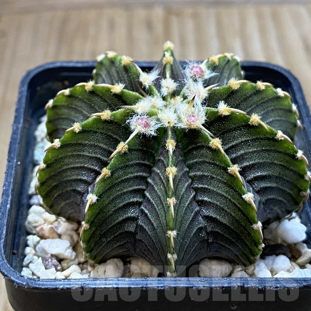 SH5718 Gymnocalycium friedrichii LB 2178 - 画像 (2)