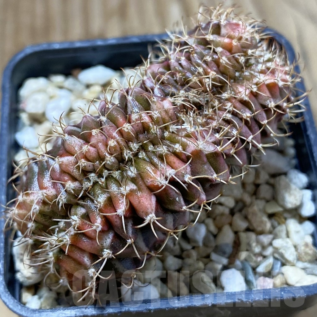 SH5724 Gymnocalycium mihanovichii f. cristata