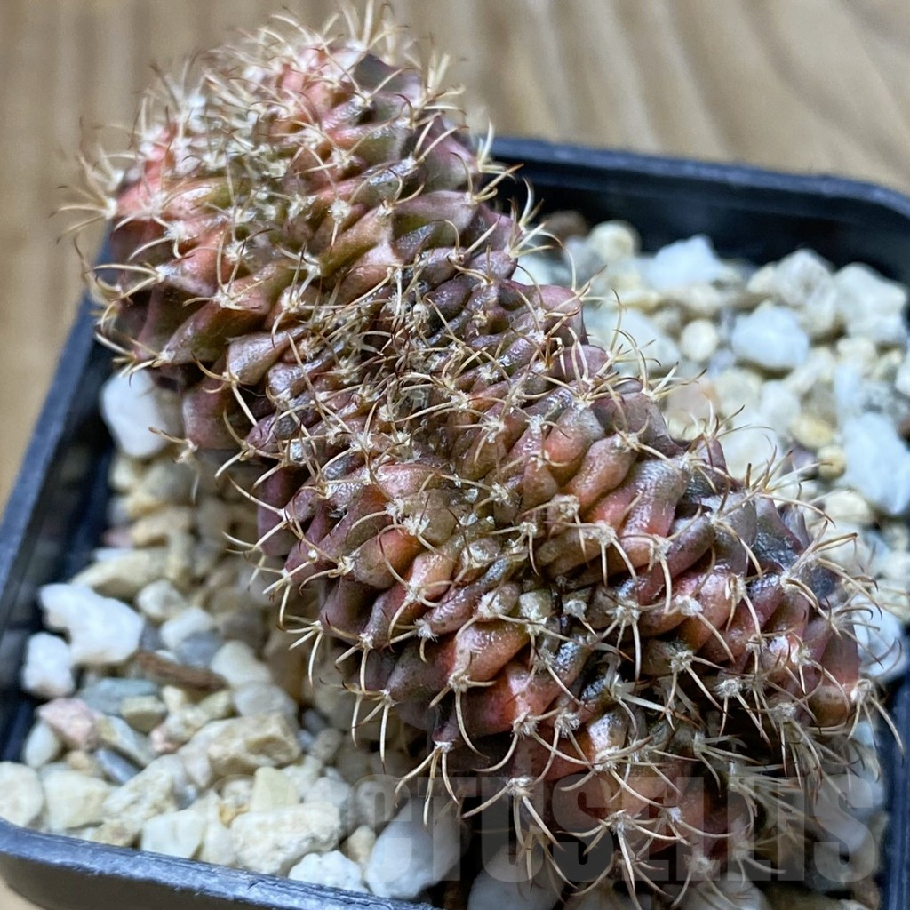 SH5724 Gymnocalycium mihanovichii f. cristata - Imagen 3