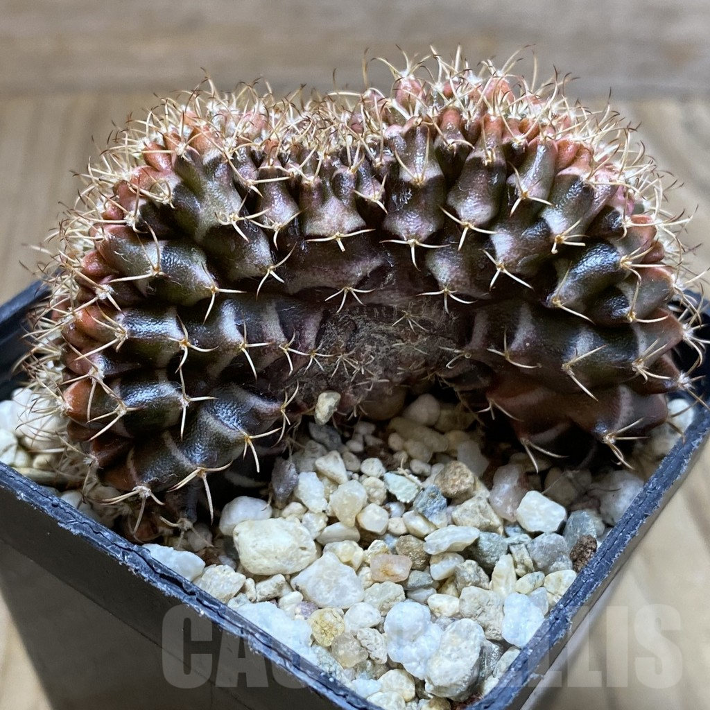 SH5724 Gymnocalycium mihanovichii f. cristata - Imagen 2