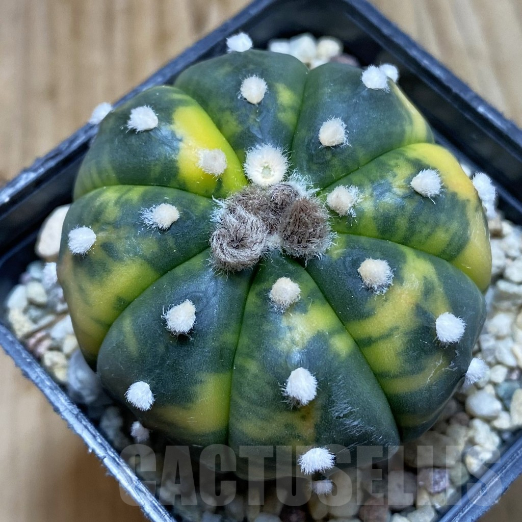 SH5687 Astrophytum asterias f. variegata
