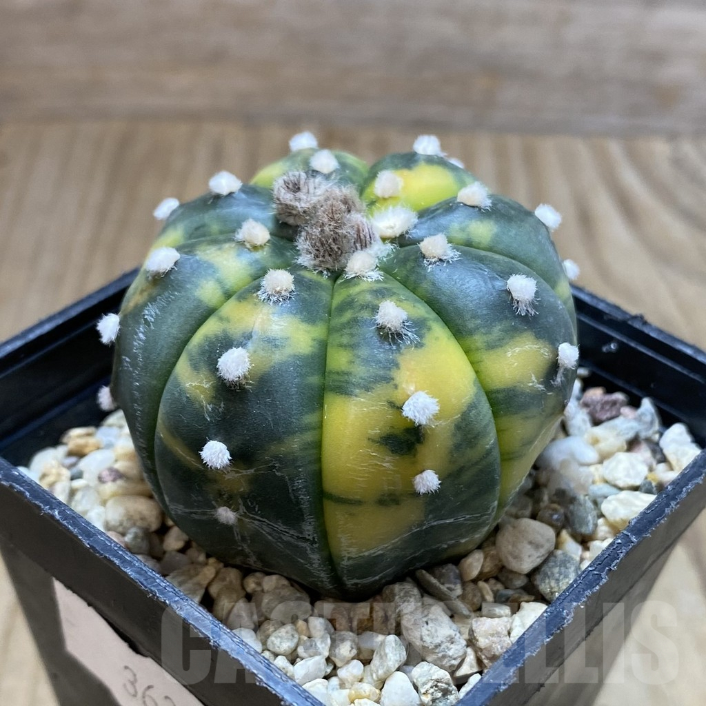 SH5687 Astrophytum asterias f. variegata - Image 2