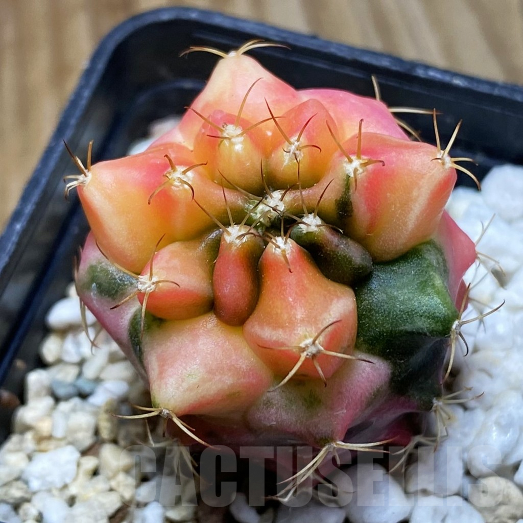 SH5692 Gymnocalycium mihanovichii ‘Transformer’ f. variegata, seedling