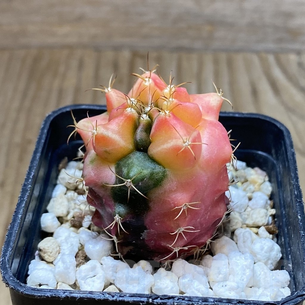 SH5692 Gymnocalycium mihanovichii ‘Transformer’ f. variegata, seedling - 画像 (2)