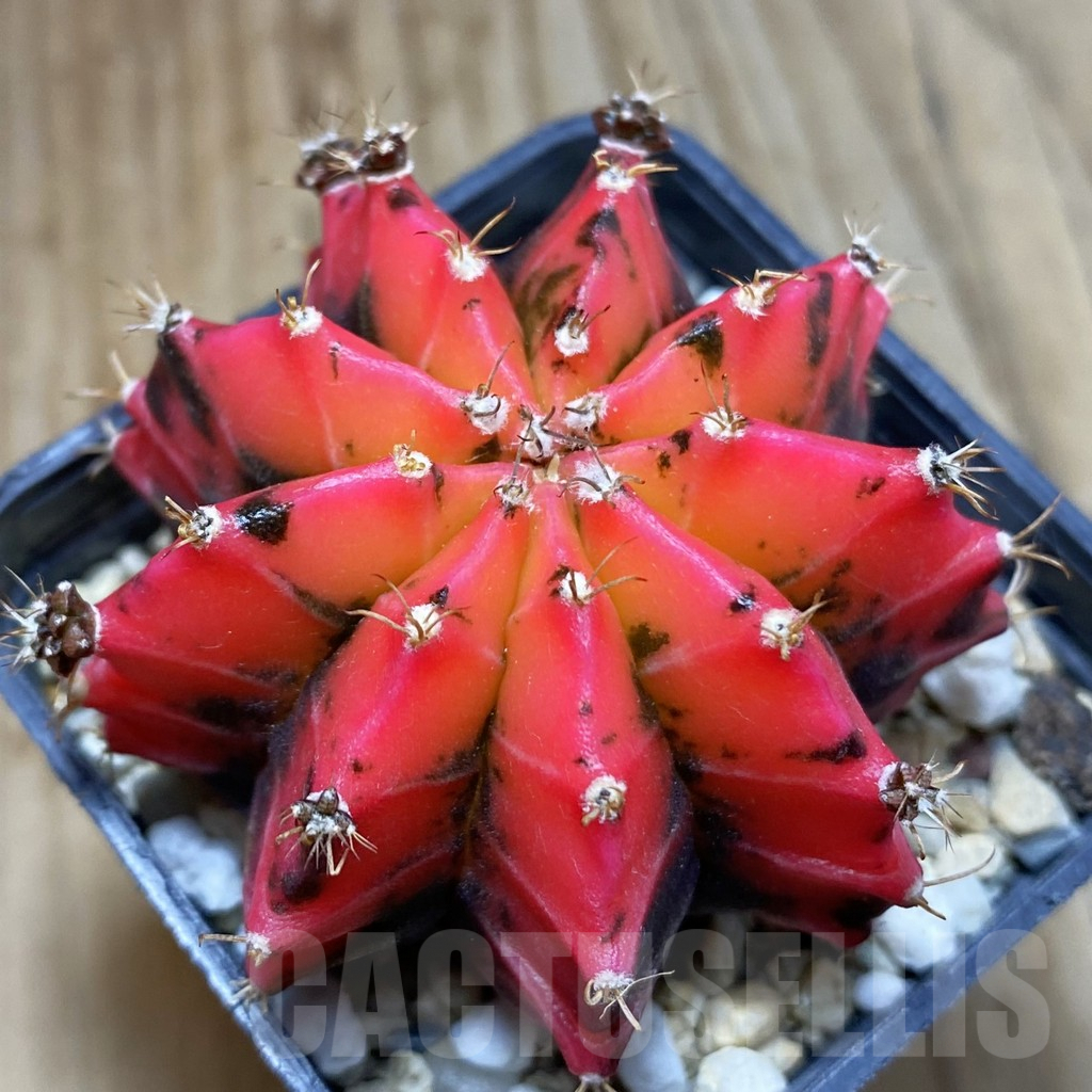 SH5694 Gymnocalycium mihanovichii ‘Mexican Cherry’