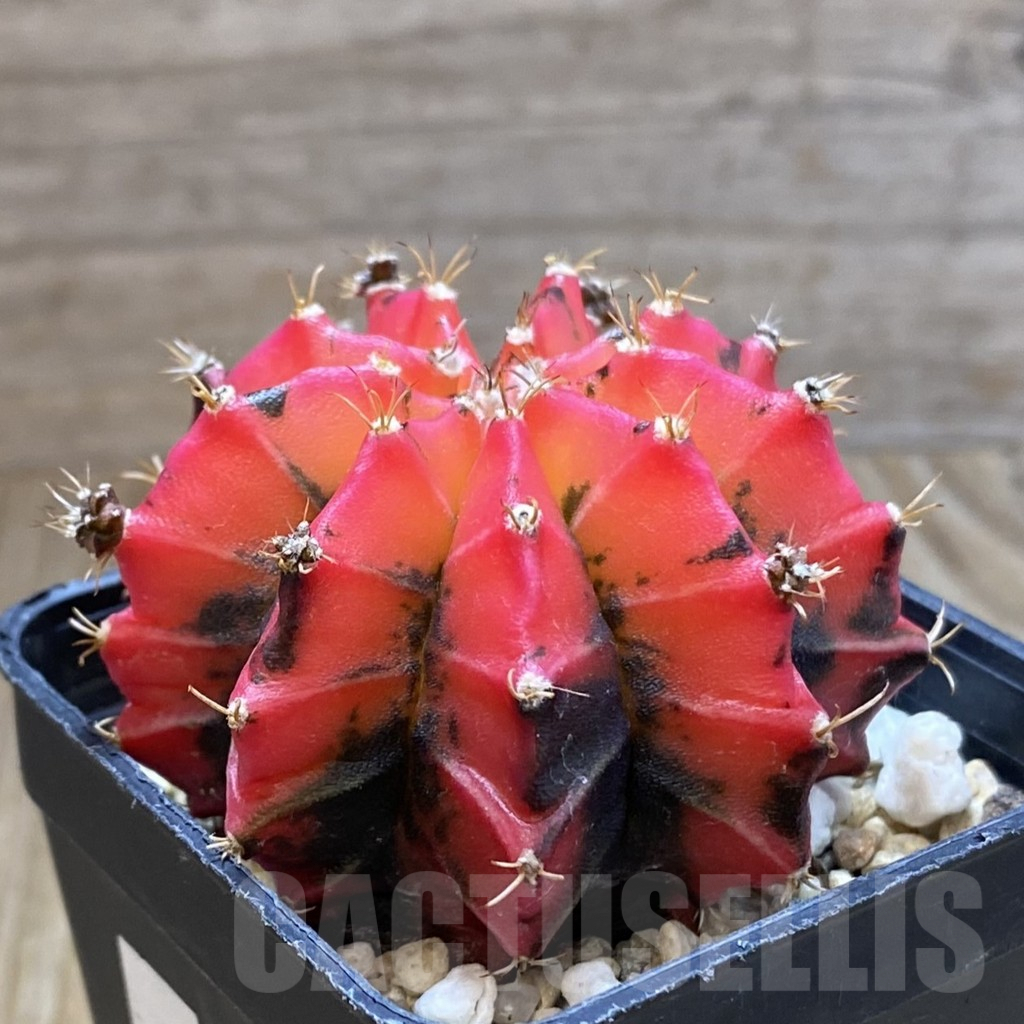 SH5694 Gymnocalycium mihanovichii ‘Mexican Cherry’ - immagine 2