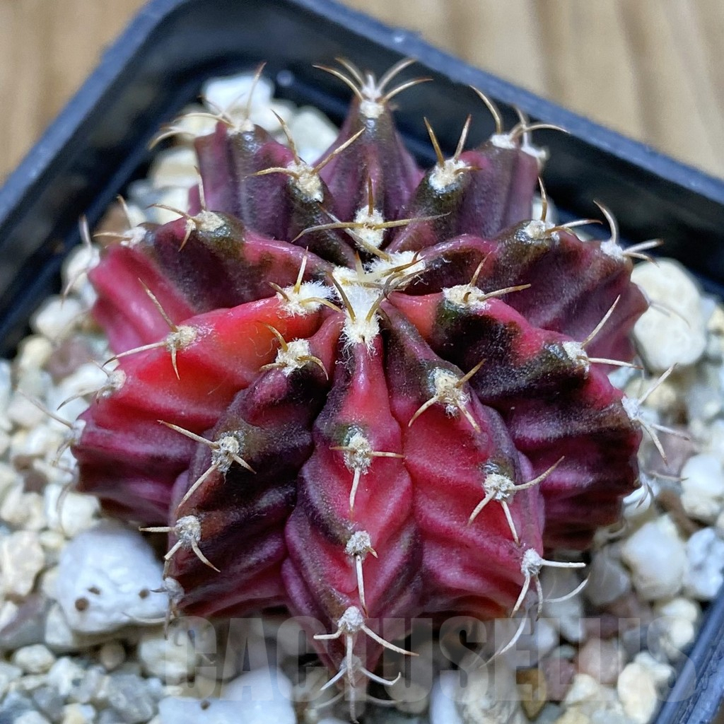 SH5695 Gymnocalycium mihanovichii ‘Fantasia’