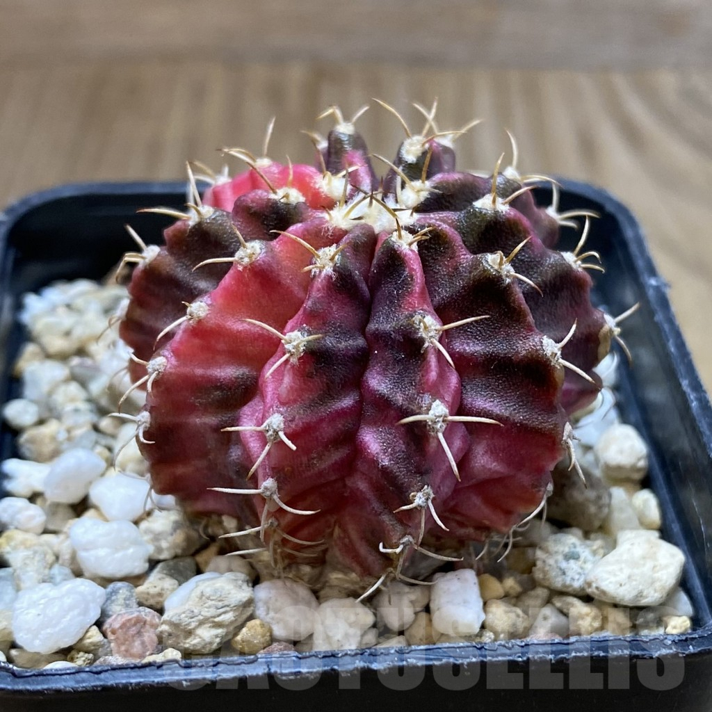 SH5695 Gymnocalycium mihanovichii ‘Fantasia’ - immagine 2