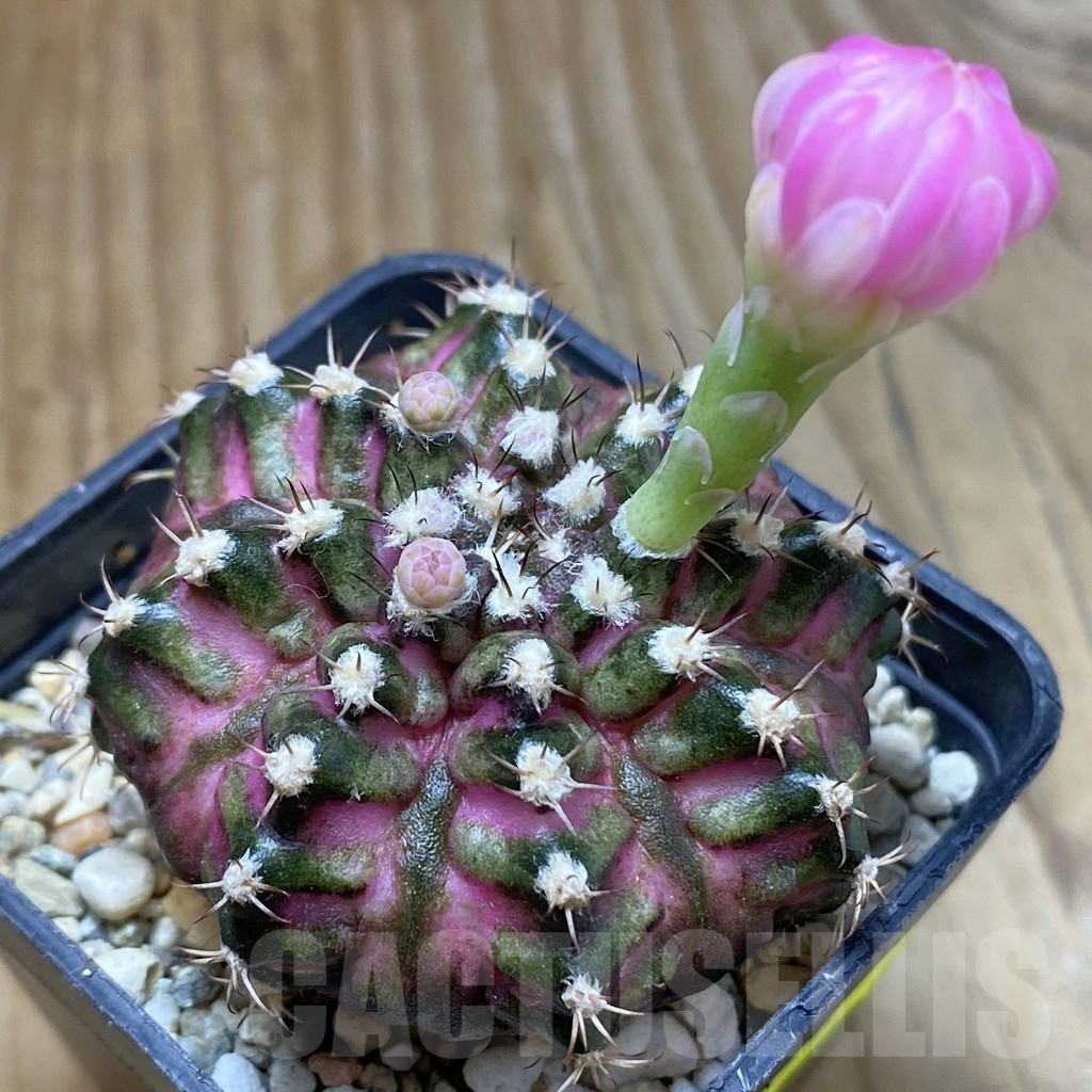 SH5698 Gymnocalycium mihanovichii 'T-Lux'