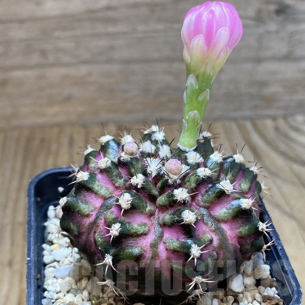 SH5698 Gymnocalycium mihanovichii 'T-Lux' – Bild 2
