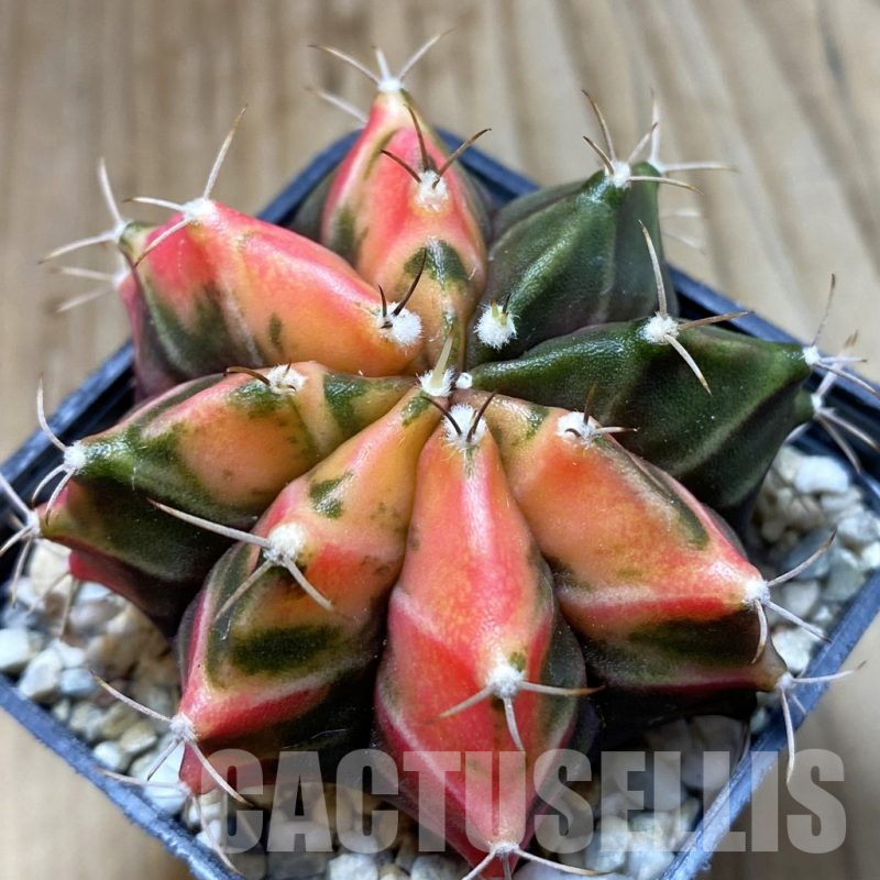 SH5699 Gymnocalycium mihanovichii f. variegata, seedling