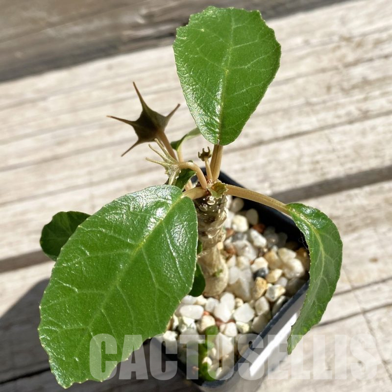 VVG7533 Dorstenia foetida hybrid