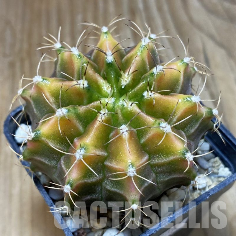 SH8377 Gymnocalycium mihanovichii ‘Neon’ hybrid, seedling